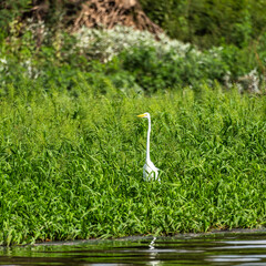 Great egret, Ardea alba at the Jari Canal at Alter do Chao, Santarem District, Para State, Brazil.