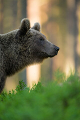 Brown bear close-up portrait at sunset in the forest background