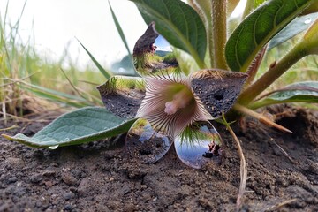 Wild Flower Emerging from Soil, Natural Growth Detail