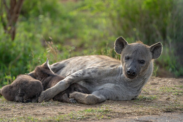 Fototapeta premium A female spotted hyena lying suckling her cubs with a green blurred background, Kruger Park. 