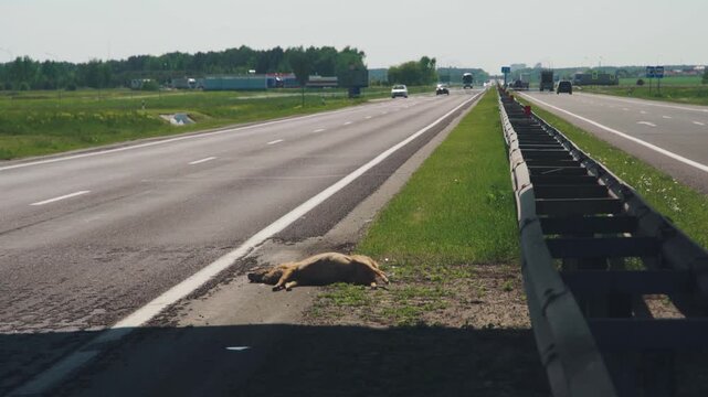 Deer accident scene, Carcass on road side, Stranded deer near highway safety barrier, Deceased roe deer sprawled on asphalt roadway shoulder, Tragic scene of deer found dead beside busy highway