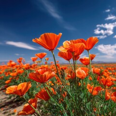 Obraz premium Vast field of vibrant orange poppy flowers under a clear blue sky