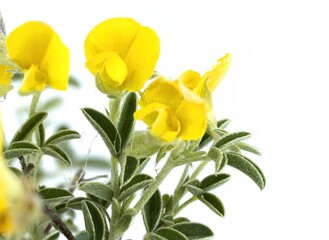 Studio Shot of Argyrolobium Zanonii Plant with Yellow Flowers and Silvery Green Lanceolate Leaves