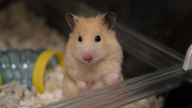 hamster, Mesocricetus auratus. Asking for snack.