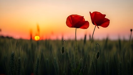 Red poppies in a wheat field at sunset