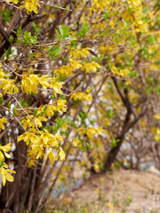 Forsythia with yellow flowers in spring