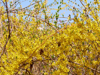 Forsythia with yellow flowers in spring