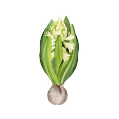 white and green hyacinth with rhizome, hand drawn watercolor spring fresh flower with green leaves, Easter illustration of primroses flower head for party, kitchen decoration