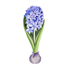 blue, cobalt hyacinth with rhizome, hand drawn watercolor spring fresh flower with green leaves, Easter illustration of primroses flower head for party, kitchen decoration