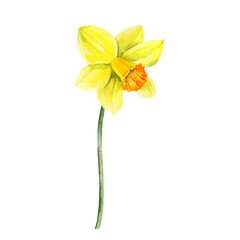 watercolor yellow flowers and green stem, hand drawn garden daffodils, narcissus, spring Easter illustration of jonquils bouquet, beautiful graceful snowdrop, party, kitchen decoration
