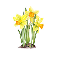 watercolor bouquet of yellow flowers and green leaves growing in ground, soil, hand drawn garden daffodils, narcissus, spring Easter illustration of jonquils bouquet, bright snowdrop, party decoration