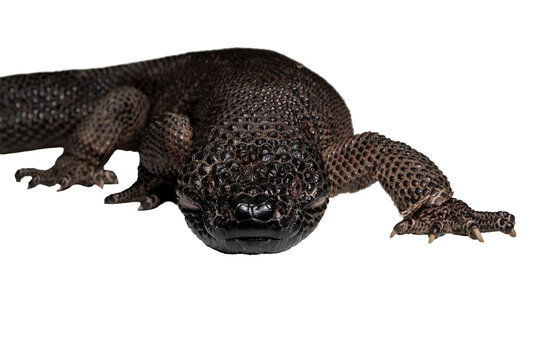 Heloderma alvarezi, the Chiapan beaded lizard or black beaded lizard, is a species of lizard found in Mexico and Guatemala. 