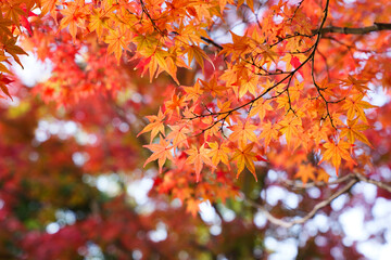 Beautifully colored maple leaves, autumn imagery, seasonal scenery
