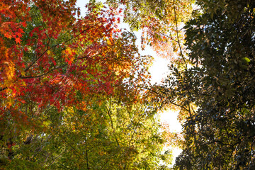 Autumn leaves, imagery, autumn scenery, sunlight's brilliance