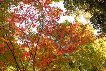 Autumn leaves, imagery, autumn scenery, sunlight's brilliance