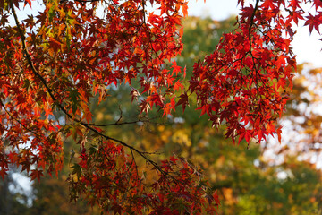 Autumn leaves, imagery, autumn scenery, sunlight's brilliance
