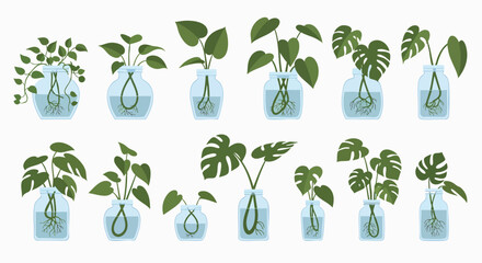 Vector illustration of various houseplant cuttings propagating in water jars Indoor Gardening Hydroponics Roots Green Leaves Home Decor Growth Nature Fresh