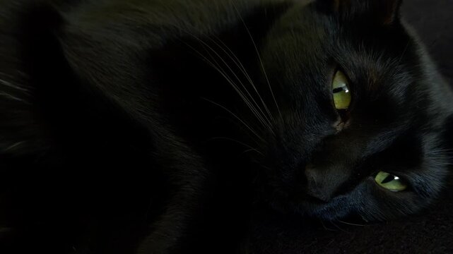 Gato negro tumbado con ojos abiertos