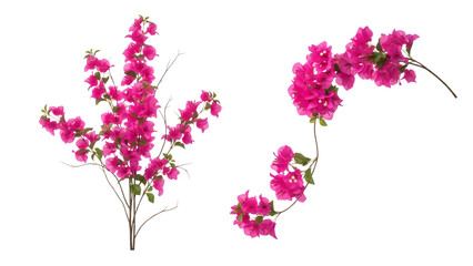 Pink flowers on two stems with green leaves isolated on a transparent background floral plants