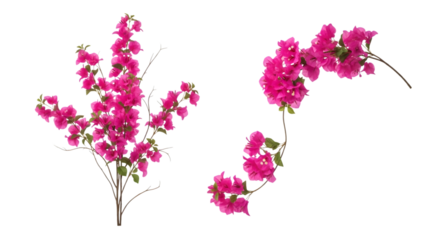 Pink flowers on two stems with green leaves isolated on a transparent background floral plants