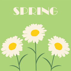 Daisies with the inscription Spring above perfect for cards, banners, and web design.
