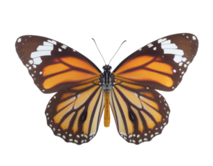 Cute Butterfly PNG