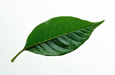 Obraz premium Isolated green leaf with prominent veins on white background. Healthy plant part, single leaf detail, nature element. Useful for botany or food themes.