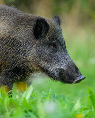 Wild boar close-up portrait in the forest