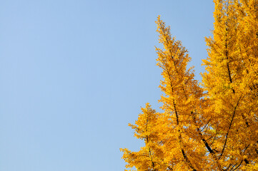 gingko biloba tree leaf in autumn season in sunny day with sunlight.