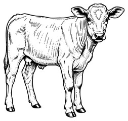 a black and white drawing of a calf, drawn in a pen and ink sketch, black, calf, cattle, cow, draw, drawing, illustration, sketch, stand, against transparent background