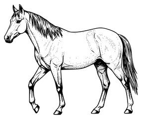 a sketch of a horse standing in black ink on a , black, drawing, horse, illustration, image, ink, sketch, stand, walk, white, against transparent background
