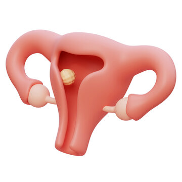 uterus and implantation cartoon style 3D graphic