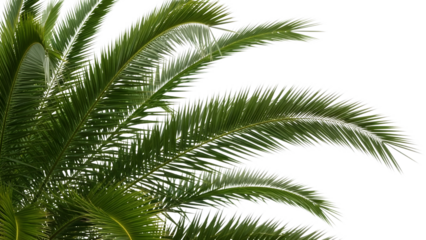 Green Palm Fronds with Glowing Circuit Patterns isolated on a transparent background palm tree green leaves