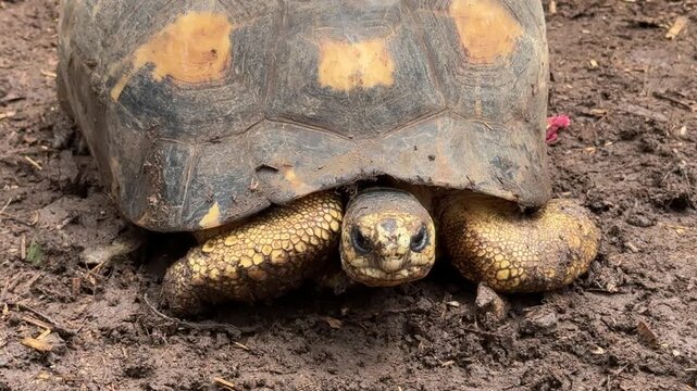 Close of a Radiated Tortoise (Astrochelys radiata)