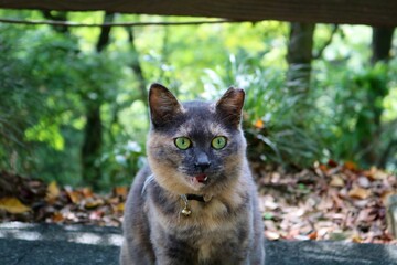 秋の山道　境内にいた猫　さびねこ