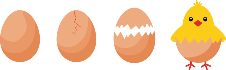 Egg hatching stages illustration showing chick development from whole egg to newborn bird, growth process, life cycle, cute cartoon vector © yesrin