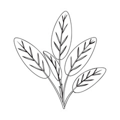 Obraz premium Maranta leaf outline drawing illustrated as a modern indoor houseplant line art Vector illustration