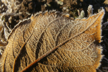 Obraz premium morning frost in the garden on a blade of grass. macro photo of frost