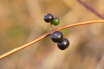 熟したスイカズラの実