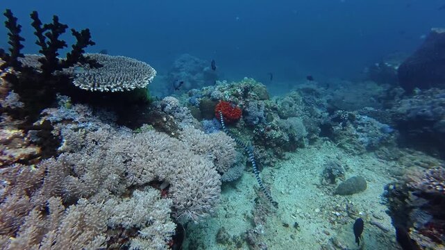 Banded Sea Krait Swimming Slowly Over Colorful Coral Reef Underwater