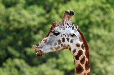 giraffe expresses some emotion.