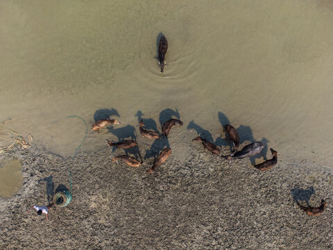 Bogura, Bangladesh - 01 March 2024: Aerial view of cattle drinking from the river, their dark forms stark against the pale, sandy bank and shimmering water.