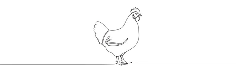 Continuous one line drawing of a chicken. Vector illustration of standing farm bird isolated on white background. Minimalist poultry livestock concept