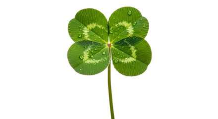 Four leaf clover isolated on transparent background