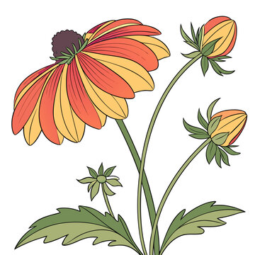 helenium with leaves