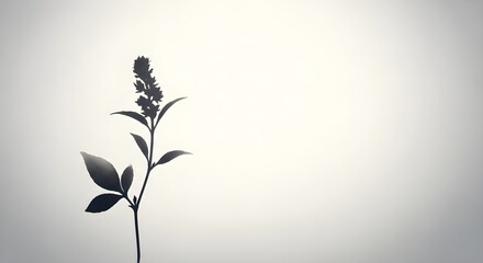 Elegant silhouette of a delicate flowering plant branch against a soft, gradient background, evoking a sense of minimalist nature and calm