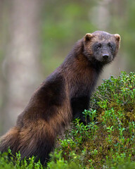Wolverine portrait in the forest scenery