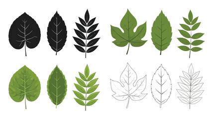 Fototapeta premium A collection of diverse green and monochrome leaf shapes in a linear arrangement