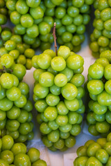 Fresh Green Grapes Ready for Market Sale