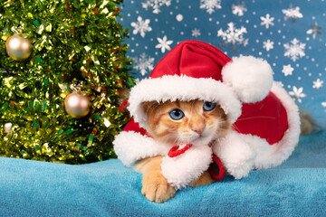 Cute ginger kitten in Santa's cape with pom pom lies on a blue background